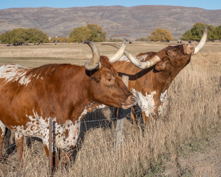 Texas longhorn steers