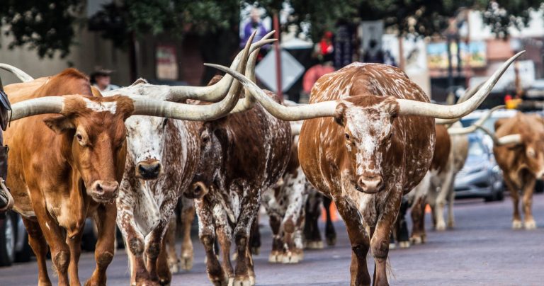 Texas longhorns walking down a Fort Worth street