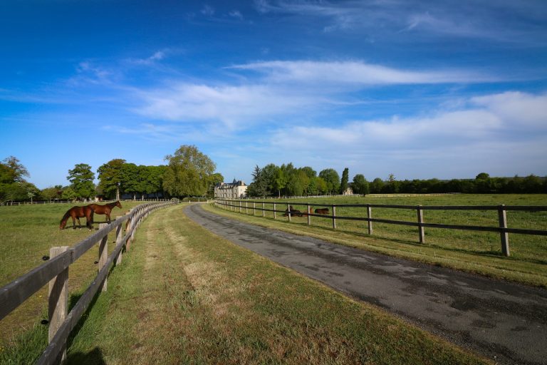 Horses on a Texas ranch